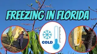 Hmong Florida - Super Cold in Florida ❄️🥶| Damaged Some Fruit Trees.