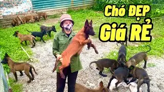 Giảm giá chó Malinois béc Bỉ tại trại nhân giống