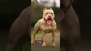 12 Dog Breeds not for First Time Owners #shorts