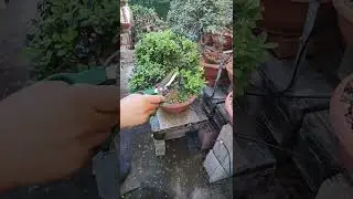 👉 Bonsai Battle ✂️🌳 Two Parkside Tools, One Boxwood #bonsai #parkside #shorts