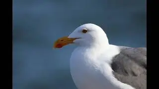 YELLOW FOOTED GULLS IN BAJA CALIFORNIA