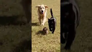 mouse cat dog race in ground #viral #cuteanimal #shorts