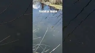 Pescuit pe Neajlov