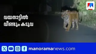 വയനാട് ജനവാസ മേഖലയിൽ കടുവ | Tiger sighted in residential area Wayanad