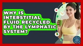 Why Is Interstitial Fluid Recycled By The Lymphatic System? - All About the Immune System