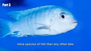 Weirdest Things Scientists Have Found at Lake Malawi