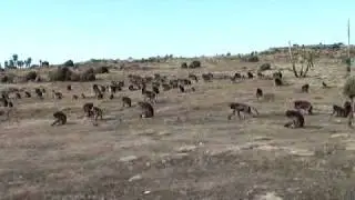 Gelaba Baboons in Simien National Park