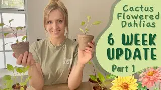 Growing Cactus Flowered Dahlias From Seed | Part 1