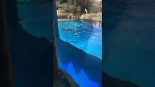 Penguin at Ocean Park HK #animals #everyone #shorts #penguins #oceanpark