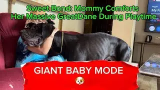 Sweet Bond: Mommy Comforts Her Massive GreatDane During Playtime