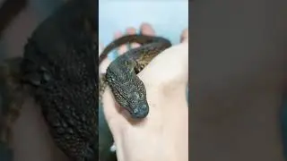 Earless Monitor Lizard        #shorts #short #shortvideo #cute #reptiles #lizard #wildlife #animals