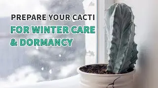 Как подготовить кактус к зимнему уходу и периоду покоя #кактус #кактусы #растения #суккуленты