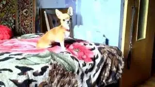 Воспитательный процесс маленькой собачки ❤ The educational process of a small dog. Chihuahua