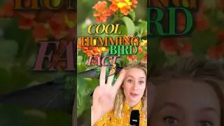 Cool Hummingbird Fact #3 💦 They shower!