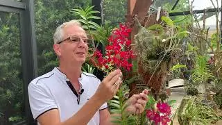 How I care for my Renanthera philippinensis