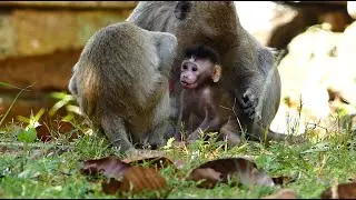 BB Monkey Jude Just Born Several Day But Early Training Put Down For Training Motion.