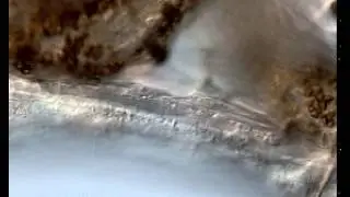Additional Movie 10 - Slider cells migrating during worm head regeneration