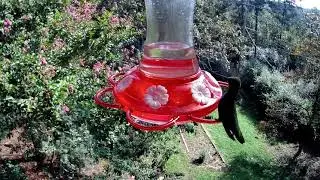 Stokes Select Garnet Humming Feeder - Episode 4