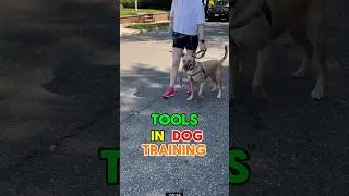 Tools in dog training - Behavior Modification in Dogs