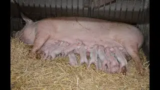 PD BOŠÁCA: chov ošípaných