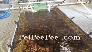 Urine Odor Removal Service Near Me | PetPeePee Company