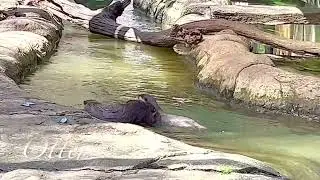 National Zoo and Aquarium Canberra ACT (full video)