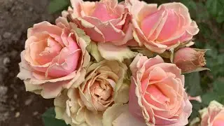 Роза Эден Романтика ( Rose Eden Romantika ) Элитная роза 24.06.2021г. г. Киев