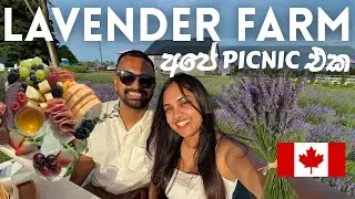 Canada Lavender Picnic  🇨🇦🪻 | ලස්සන දවසක් | Canada Sinhala Vlog #canada #sinhala