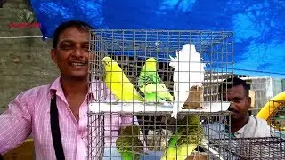 प्राइस अपडेट चीपेस्ट एक्सोटिक बर्ड मार्किट गालिफ़ स्ट्रीट कोलकाता इंडिया  | 12TH MAY 2019 VISIT