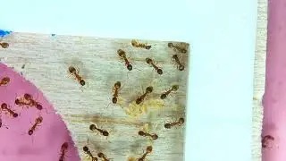 Temnothorax | Linksvayer Lab | ASU SIRG | 2026-01-16