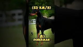 Top 10 Fastest Dogs in the World 🐕💨 #dogs #fastestdogs