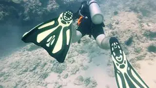 SCUBA DIVE WAIKIKI