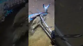 #eels  #fishing #crab #deepsea #nature #beach #diving #catchthesea #seafood #lobster