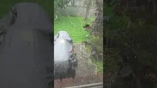 #murfreesborotn #hail #storm #damage (1)
