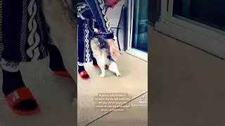 Luna Husky😜Next Funny Episode🐕 #familyru #husky #dogs #pets #funny #shorts