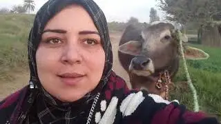 روتينى فالغيط بين الزرع الريف المصرى وجماله