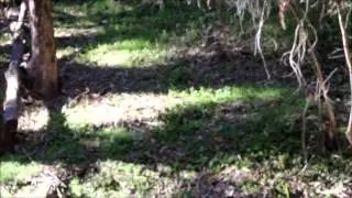 The History of Monarch Butterflies at Ellwood Main in Goleta