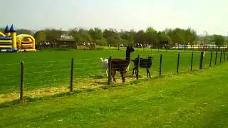 angry llama fights 2 goats
