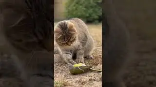 Cat save Bird