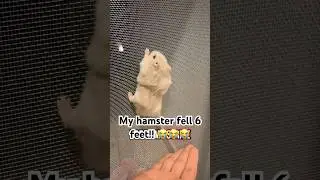 Overconfidence can kill you! Poor hamster could fall to his death! Shorts viral pets comedy labubu