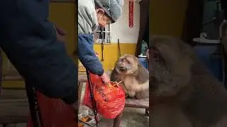 Instinct Is Wild, Reason Is Restraint. That Monkey Might&rsquo;Ve Attacked Someone Else