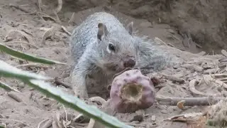 Rock Squirrel Eating Prickly Pear Fruit