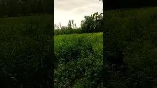 #celebratenature #video