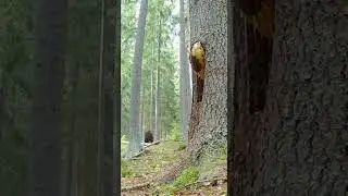 Bear Steals Honey&hellip; But The Bees Fight Back! 🐝🍯