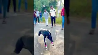 Kolhapur dog race 🚀😱 || kolhapur dog racing / dog race maharashtra || #shorts #arfyads