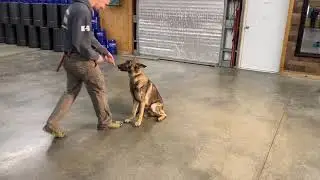 Super Dog Development W/