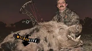 HOYT Z1S - LONG TERM HUNTING REVIEW - hunting footage
