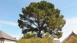 Huge Pine Tree removal from town-house (Denbigh) garden time lapse