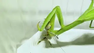 Praying Mantis Ocean Relaxation, Ocean Rest, Sleep Sounds