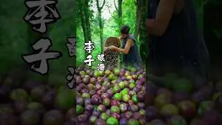 Enjoy a Relaxing Rural Life with Homemade Plum Sour Wine | New Farmer Lifestyle Vlog